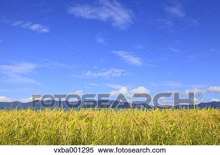 Rice ears View Large Photo Image Stock Photography - Rice ears. Fotosearch