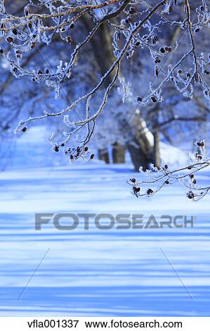 Rime at Lake Sohara, Fukushima Prefecture View Large Photo Image Stock Photo - Rime at Lake Sohara, Fukushima Prefecture. Fotosearch
