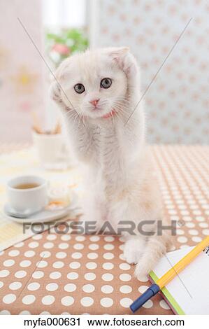 Stock Image - Scottish Fold. Fotosearch