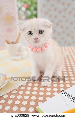 Scottish Fold View Large Photo Image Stock Photo - Scottish Fold. Fotosearch