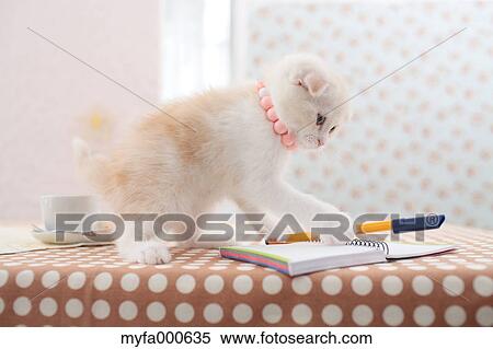 Scottish Fold View Large Photo Image Stock Photography - Scottish Fold. Fotosearch