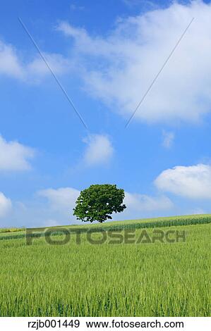 Seven stars tree in Biei, Hokkaido View Large Photo Image Stock Photo - Seven stars tree in Biei, Hokkaido. Fotosearch