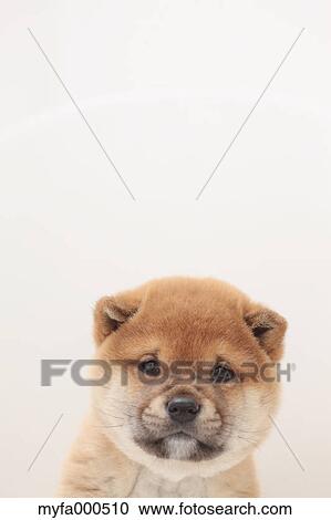 Stock Image - Shiba inu. Fotosearch