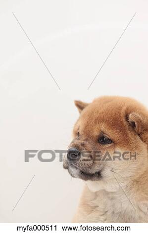 Shiba inu View Large Photo Image Stock Image - Shiba inu. Fotosearch