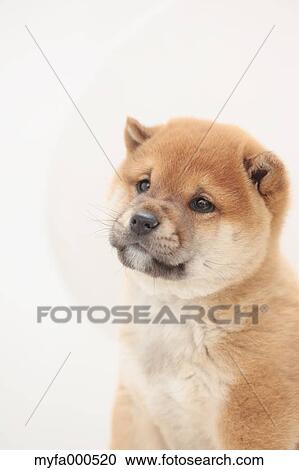 Shiba inu View Large Photo Image Stock Image - Shiba inu. Fotosearch