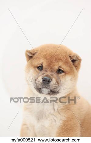 Shiba inu View Large Photo Image Stock Image - Shiba inu. Fotosearch
