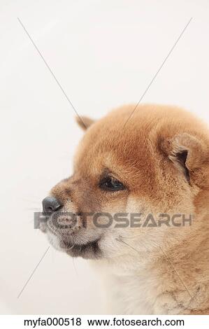 Shiba inu View Large Photo Image Stock Photo - Shiba inu. Fotosearch