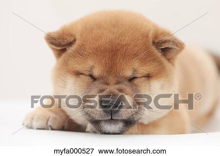 Shiba inu View Large Photo Image Stock Photo - Shiba inu. Fotosearch