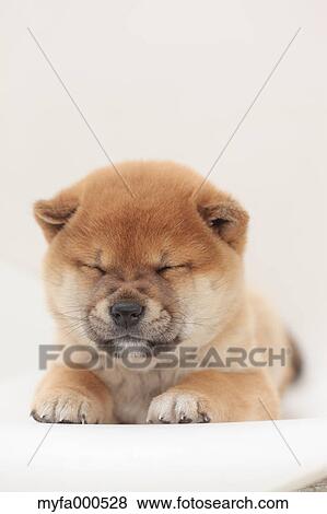 Shiba inu View Large Photo Image Stock Photo - Shiba inu. Fotosearch
