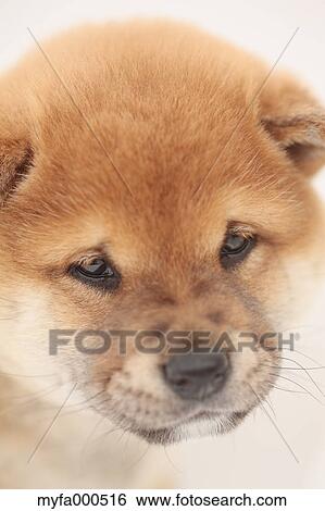 Stock Photograph - Shiba inu. Fotosearch