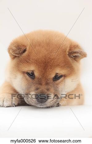 Shiba inu View Large Photo Image Stock Photograph - Shiba inu. Fotosearch