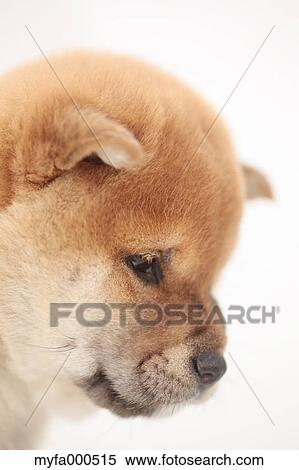 Shiba inu View Large Photo Image Stock Photography - Shiba inu. Fotosearch