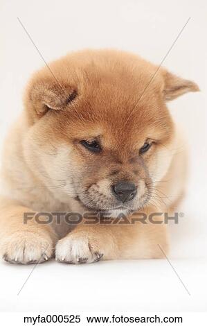 Shiba inu View Large Photo Image Stock Photography - Shiba inu. Fotosearch