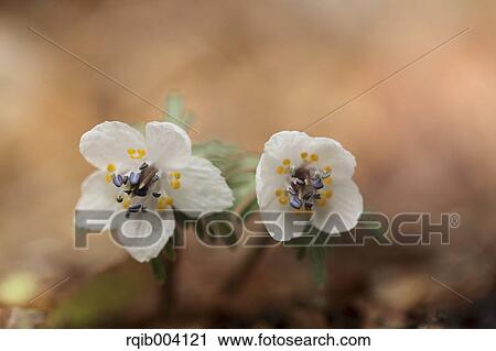 Stock Image - Shibateranthis Pinnatifida. Fotosearch