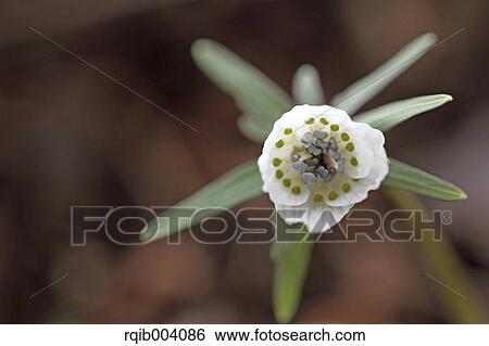 Stock Photograph - Shibateranthis Pinnatifida. Fotosearch