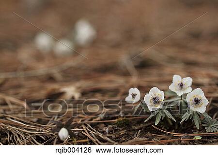 Stock Photograph - Shibateranthis Pinnatifida. Fotosearch