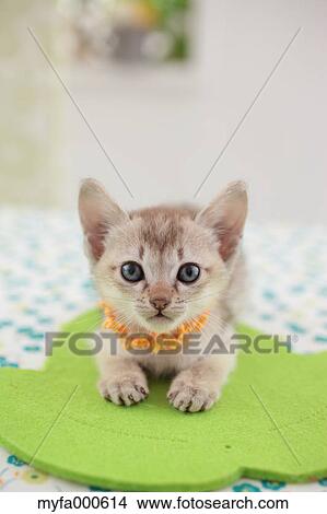 Picture - Singapura. Fotosearch