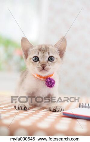 Stock Photography - Singapura. Fotosearch