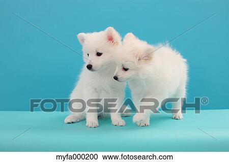 Spitz pets View Large Photo Image Stock Image - Spitz pets. Fotosearch
