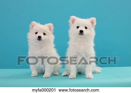 Spitz pets View Large Photo Image Stock Image - Spitz pets. Fotosearch