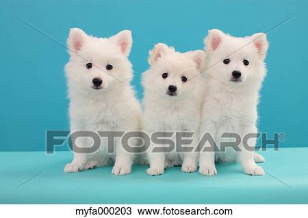 Spitz pets View Large Photo Image Stock Image - Spitz pets. Fotosearch
