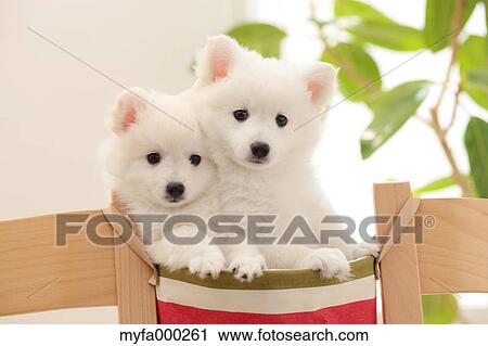 Spitz pets View Large Photo Image Stock Image - Spitz pets. Fotosearch