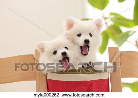 Spitz pets View Large Photo Image Stock Image - Spitz pets. Fotosearch