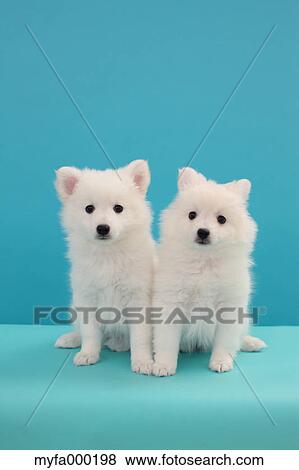 Spitz pets View Large Photo Image Stock Photo - Spitz pets. Fotosearch