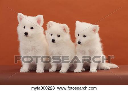 Spitz pets View Large Photo Image Stock Photo - Spitz pets. Fotosearch
