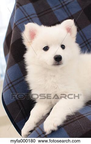 Spitz View Large Photo Image Stock Image - Spitz. Fotosearch