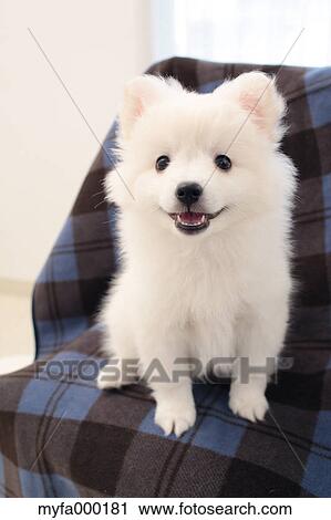 Spitz View Large Photo Image Stock Image - Spitz. Fotosearch