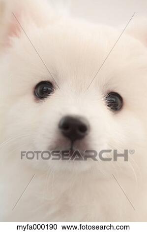 Spitz View Large Photo Image Stock Image - Spitz. Fotosearch