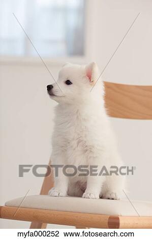 Spitz View Large Photo Image Stock Image - Spitz. Fotosearch