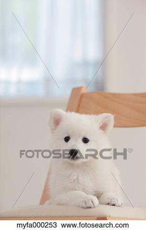 Spitz View Large Photo Image Stock Image - Spitz. Fotosearch