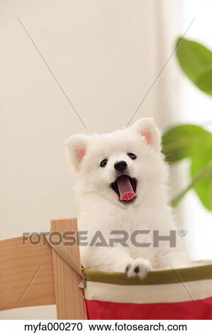 Spitz View Large Photo Image Stock Image - Spitz. Fotosearch
