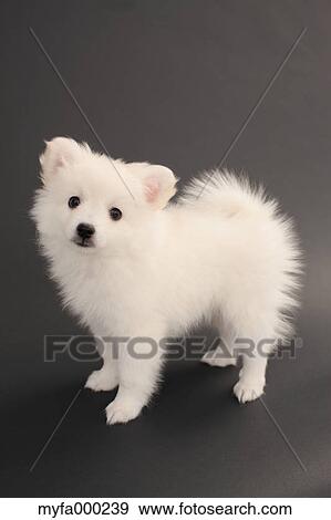 Spitz View Large Photo Image Stock Photo - Spitz. Fotosearch