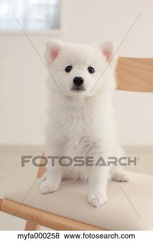 Spitz View Large Photo Image Stock Photo - Spitz. Fotosearch