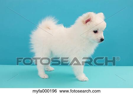 Spitz View Large Photo Image Stock Photograph - Spitz. Fotosearch
