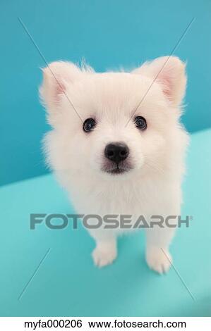 Spitz View Large Photo Image Stock Photograph - Spitz. Fotosearch