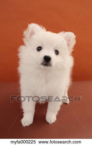 Spitz View Large Photo Image Stock Photography - Spitz. Fotosearch
