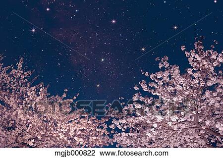 Stars and cherry blossoms View Large Photo Image Stock Image - Stars and cherry blossoms. Fotosearch