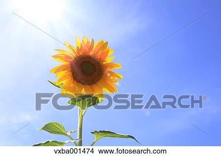 Sunflower and sky View Large Photo Image Picture - Sunflower and sky. Fotosearch