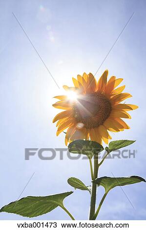 Sunflower and sky View Large Photo Image Stock Image - Sunflower and sky. Fotosearch