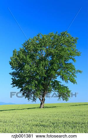The 哲學 樹 在 Biei 北海道種類最齊全的圖像 Rzjb Fotosearch