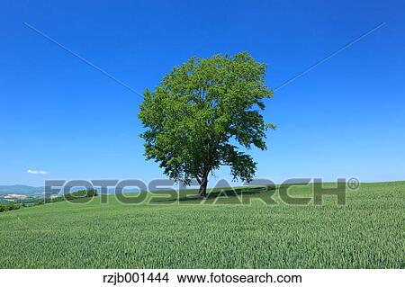 The philosophy tree in Biei, Hokkaido View Large Photo Image Picture - The philosophy tree in Biei, Hokkaido. Fotosearch