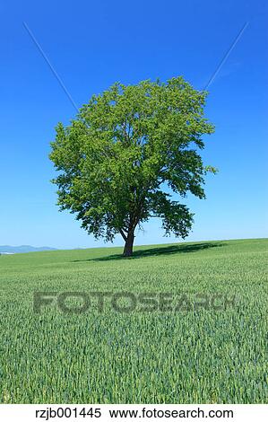 The philosophy tree in Biei, Hokkaido View Large Photo Image Stock Photography - The philosophy tree in Biei, Hokkaido. Fotosearch