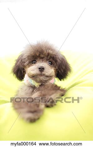 Toy poodle View Large Photo Image Picture - Toy poodle. Fotosearch