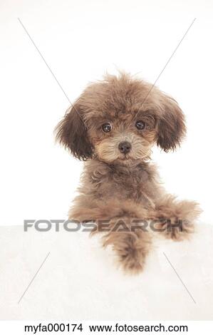 Toy poodle View Large Photo Image Picture - Toy poodle. Fotosearch