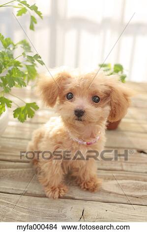 Toy poodle View Large Photo Image Picture - Toy poodle. Fotosearch