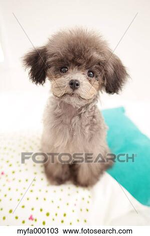 Stock Image - Toy poodle. Fotosearch